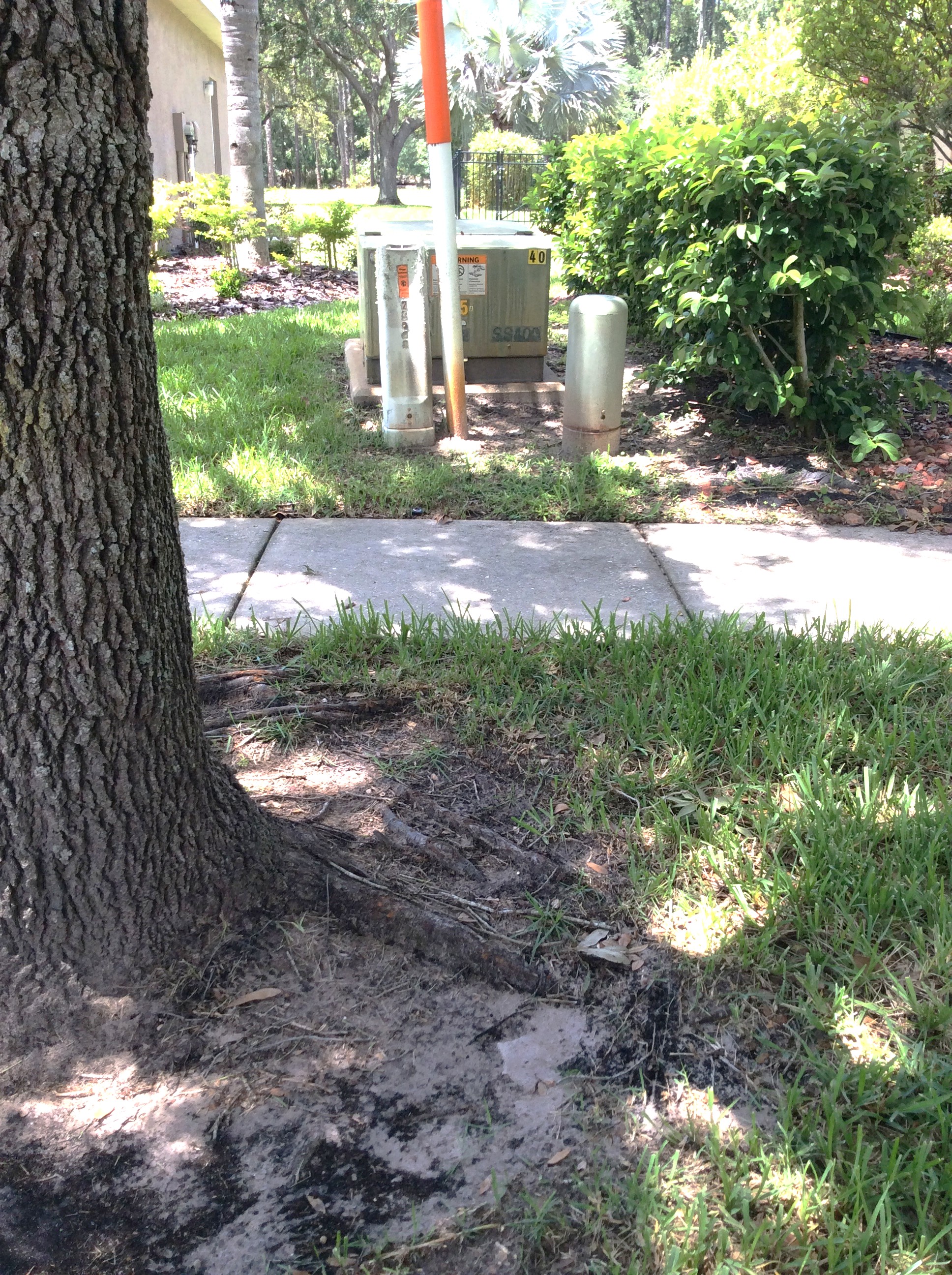 Mature tree near shared infrastructure and landscaping in a Central Florida HOA common area
