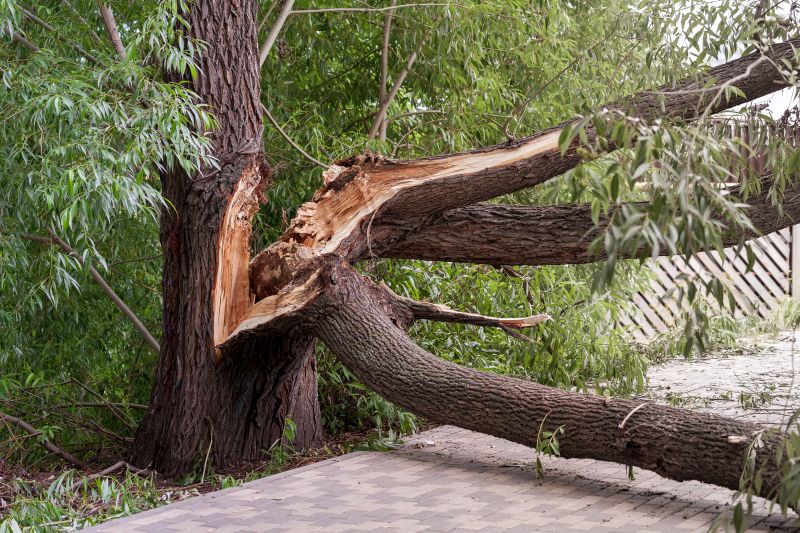Tree with structural defects