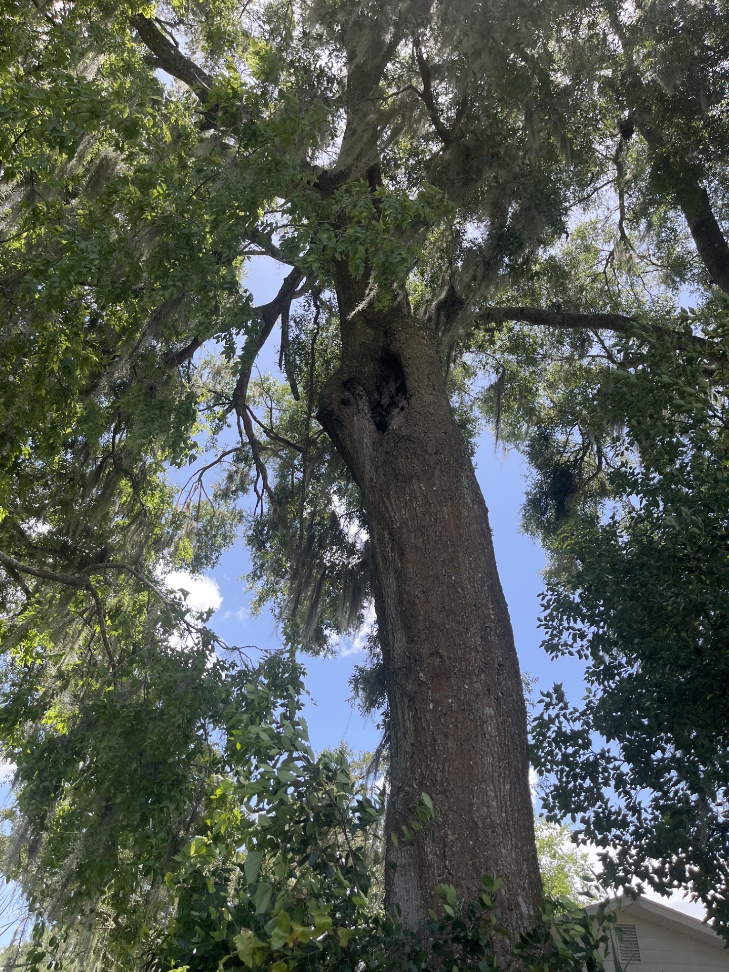 Laurel oak canopy evaluated during an onsite tree risk assessment in Central Florida