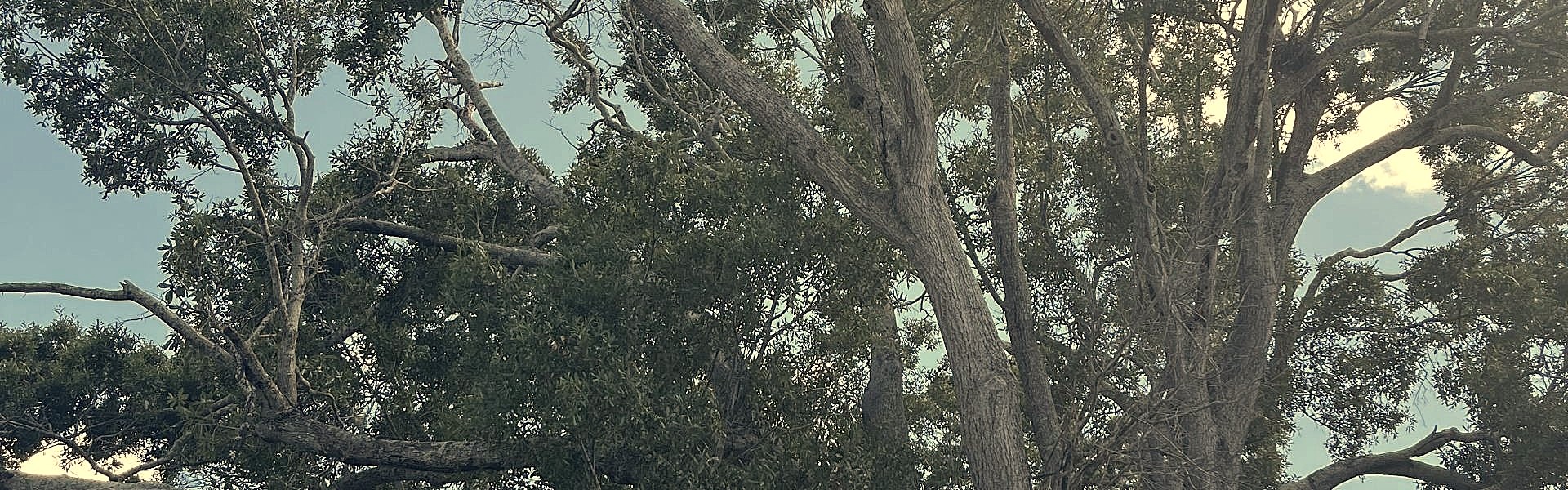 Tree canopy and trunks showing varying foliage density during a tree health evaluation in Central Florida