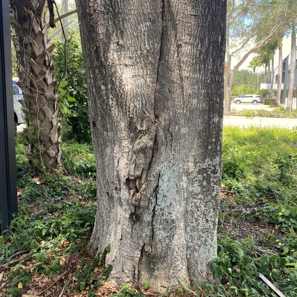 oak-tree-defect oak-tree-defect