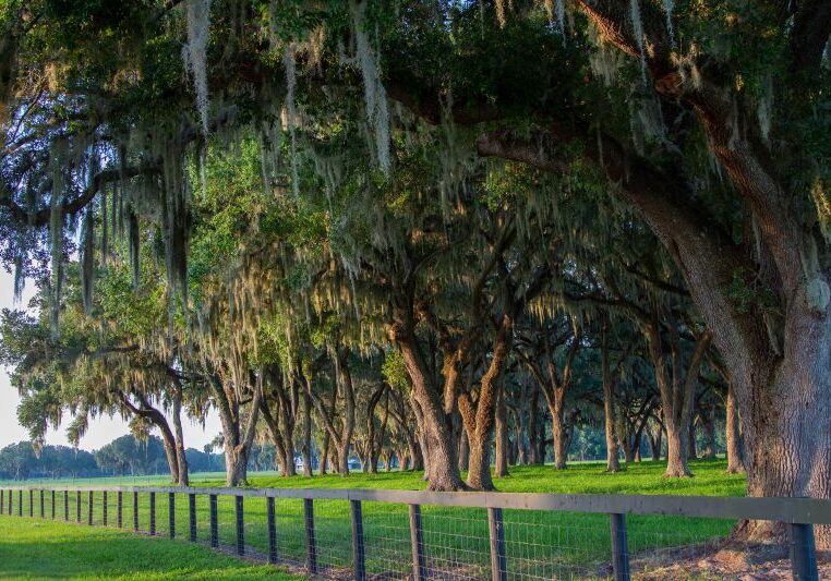 Picture of central Florida oak trees