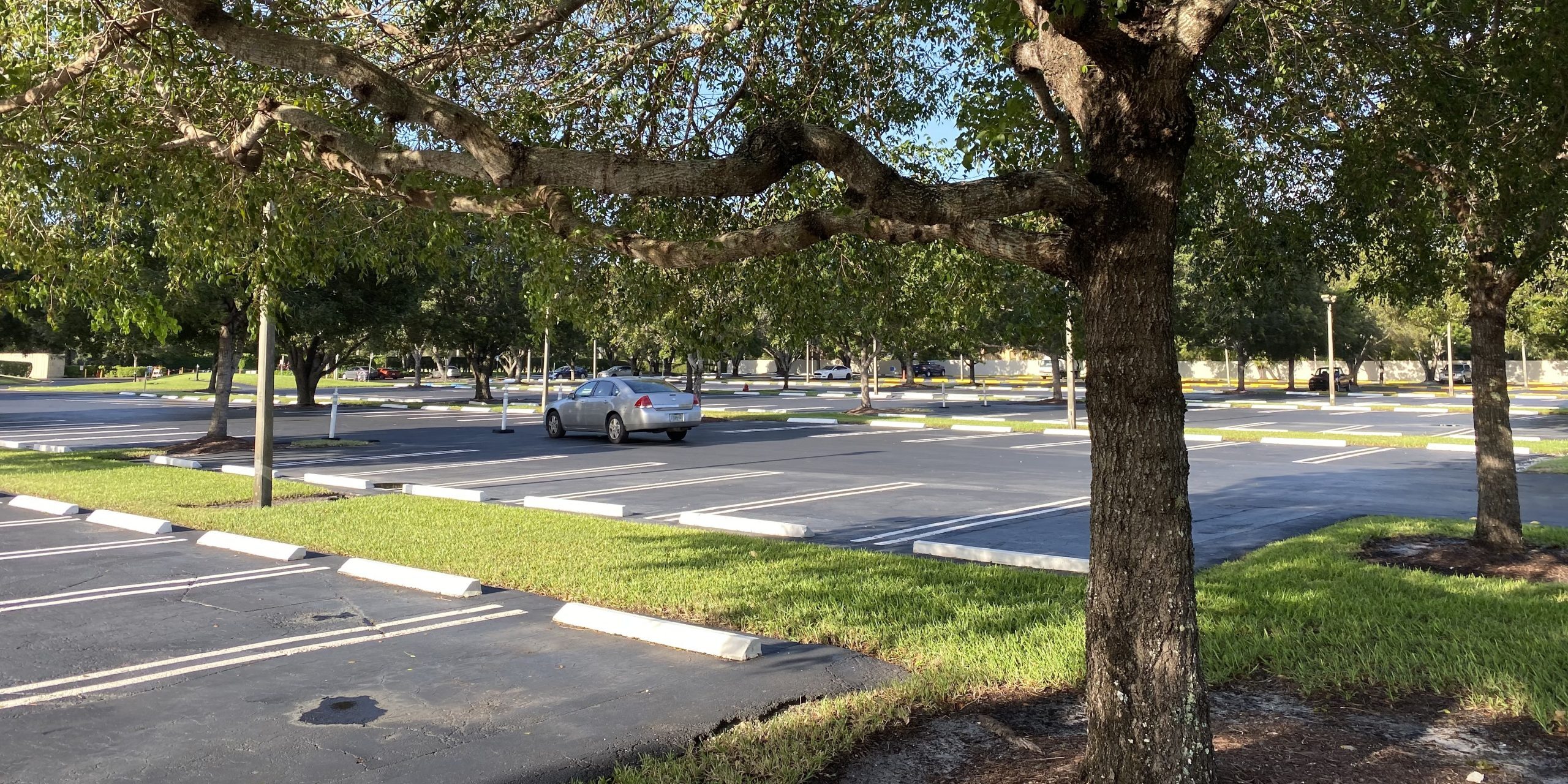 parking-lot-trees