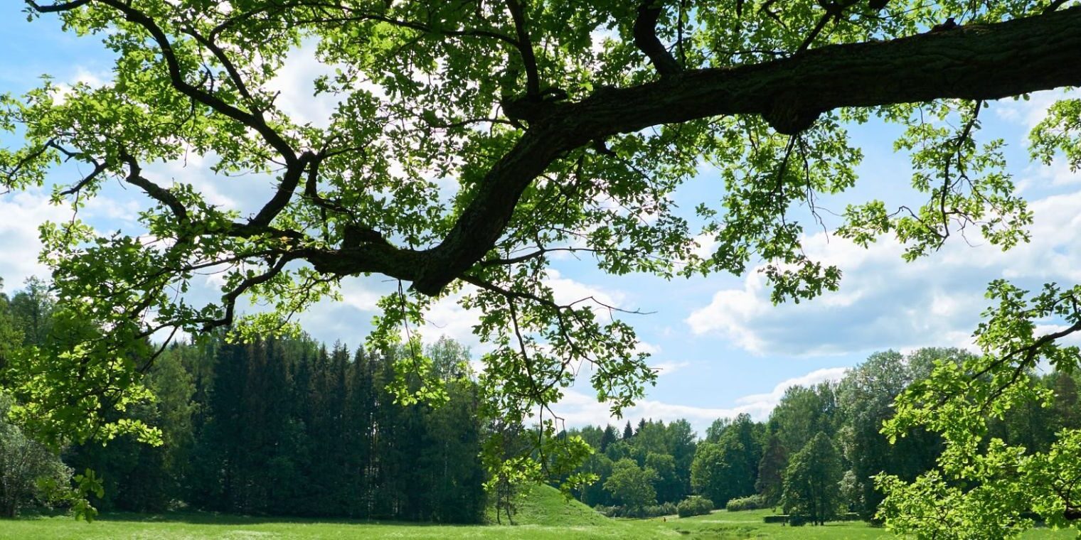 tree-assessments-banner