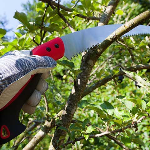 Tree Pruning Services in Land O Lakes Florida Person Pruning Small Tree Branch