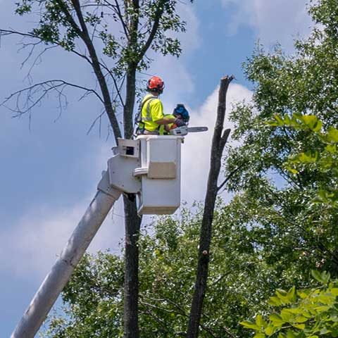 Bucket Tuck Tree Removal Arborist in a bucket truck